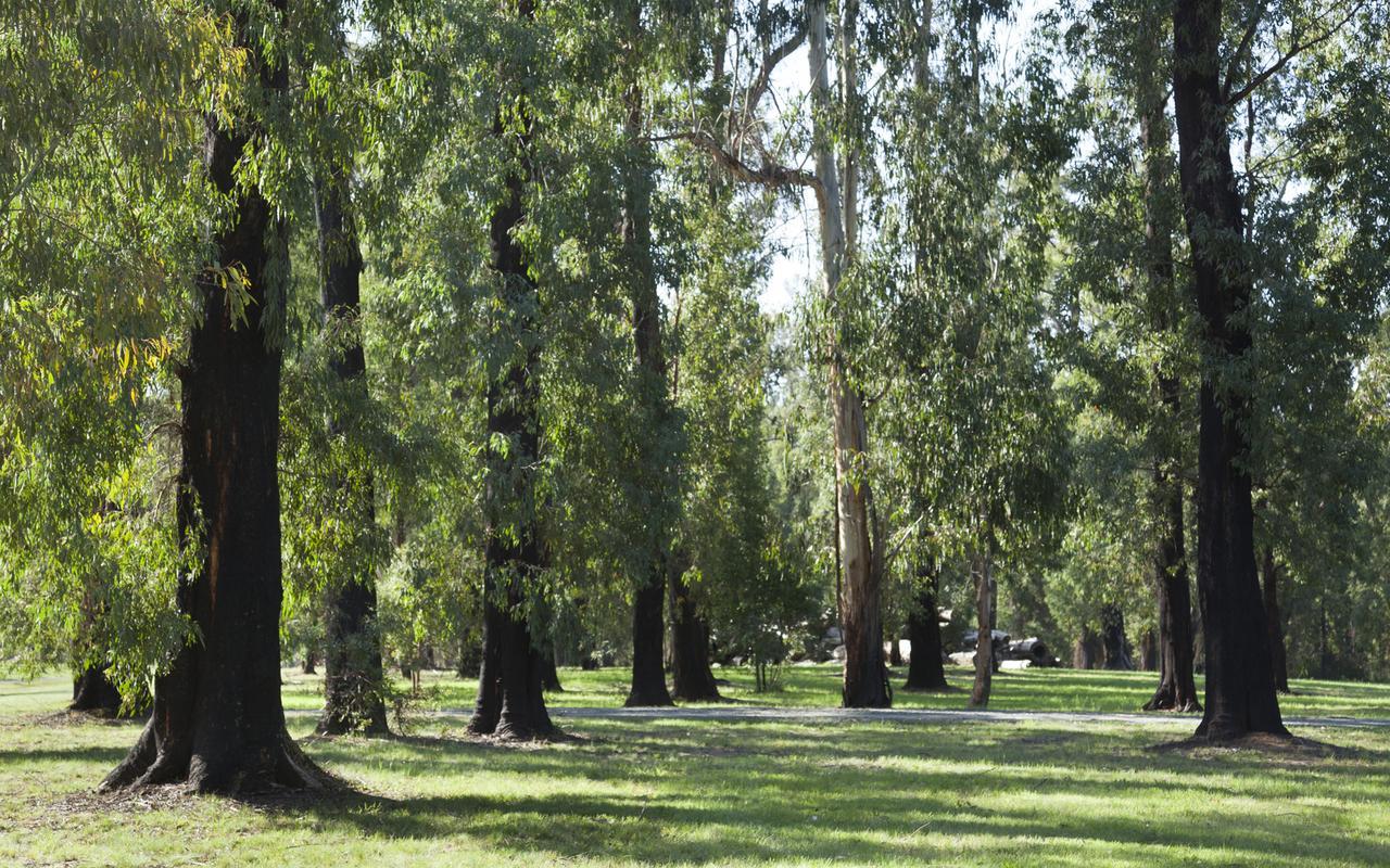 Saladin Lodge Narbethong Exteriör bild